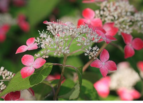 HydrangeaserrataKurenaiShamrock