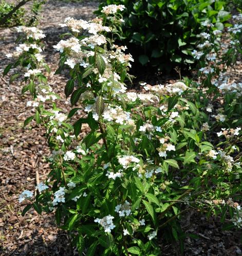 HydrangeaserrataPulchra