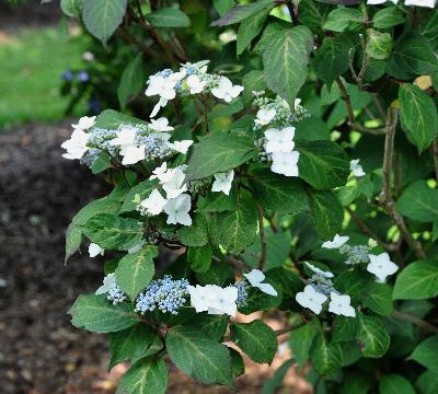 HydrangeaserrataRamispictis3