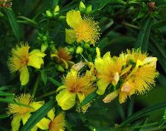 Hypericum densiflorum 'Buttercup'closeup bloemen 