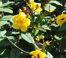 Hypericum forestii 