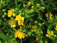 Hypericum kalmianum 'Sunny Boulevard' habitus