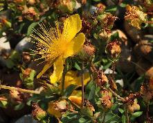 Hypericum olympicum hertshooi closeup gele bloemen 