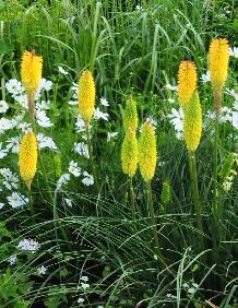 Kniphofia 'Buttercup' in mixed border