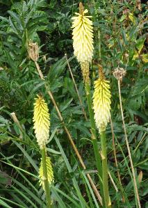 Kniphofia 'False maid'