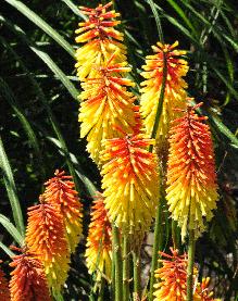 Kniphofia 'Flaming Torch' - bicolore vuurpijl 