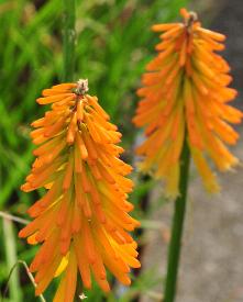 Kniphofia 'Mango Popsicle' 2