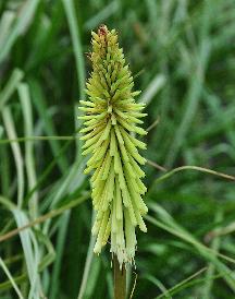 Kniphofia ' Green Jade'