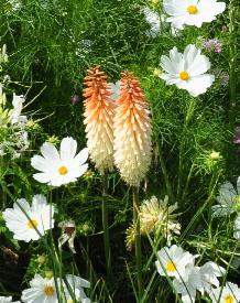 Kniphofia 'Toffee Nosed' in combination with Cosmos  and Cleome