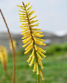 Kniphofia 'Vanilla' closeup bloem