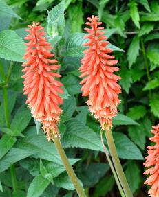 KniphofiaWolsfavourite