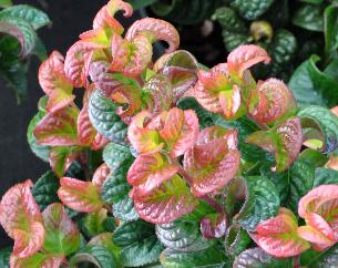 Leucothoe axilaris 'Curly Red' 