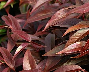 Leucothoe keiskei 'Royal Ruby'