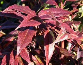 Leucothoe 'Scarletta'