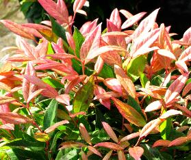 Leucothoe 'Zeblid'