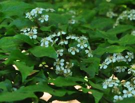 Photinia villosa