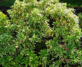 Pieris japonica 'Flaming Silver' VN