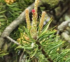 Pinus banksiana struikden 3