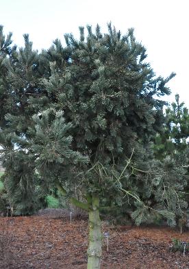 Pinus flexilis 'Firmament' 2