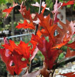 QuercuspalustrisGreenDwarfherfstkleuren