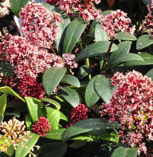 Skimmia japonica 'Rubella' vn