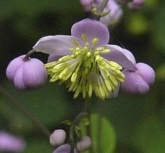 Thalictrum chieledoni 2