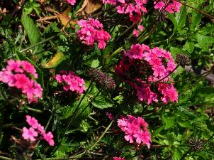 Verbena 'Sissinghurst Pink'